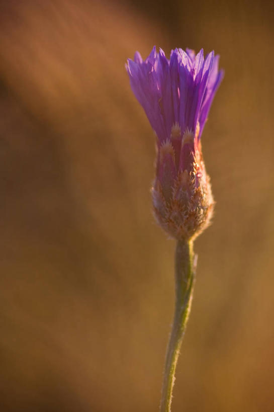 竖图,欧洲,波兰,摄影,中欧,首府,波兰共和国,卡托维兹,西里西亚省