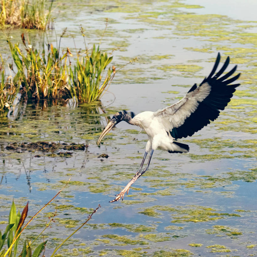 无人,方图,室外,特写,白天,热情,湖,美国,鸟类,苔藓,着陆,草,自然,摄影,潘塔纳尔湿地,林鹳,彩图