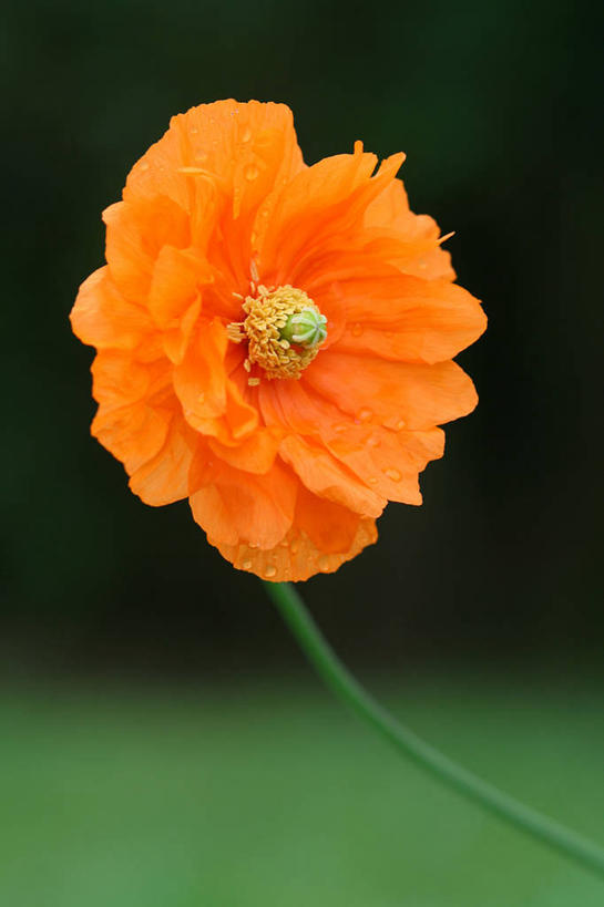 无人,竖图,室外,特写,白天,美景,新西兰,景观,水滴,茎,花瓣,绿色,自然,橙色,景色,摄影,脆弱,清新,自然风光,马尔堡,彩图