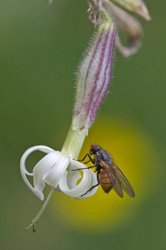 竖图,法国,欧洲,摄影,西欧,法兰西,法兰西共和国,法兰西第五共和国,罗讷.阿尔卑斯,罗讷.阿尔卑斯大区