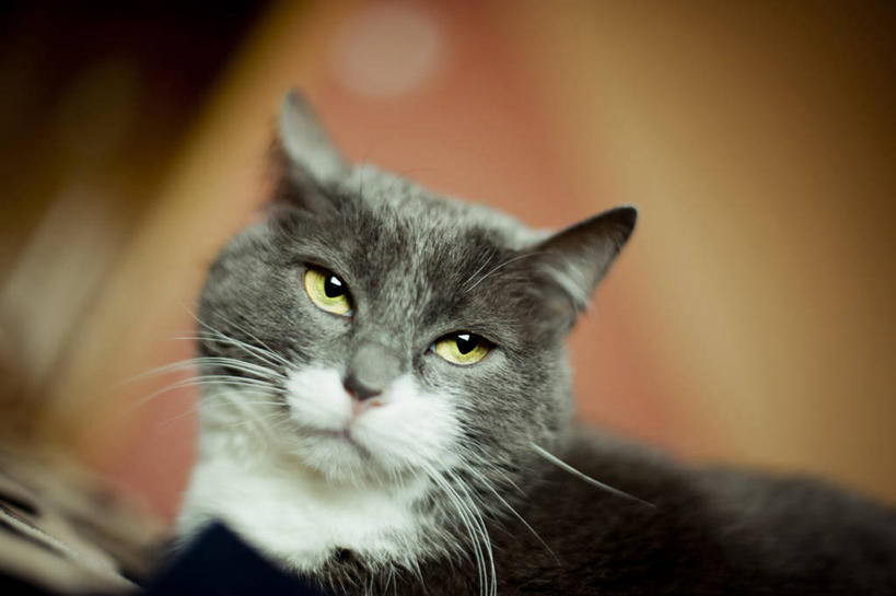 横图,摄影,立陶宛共和国