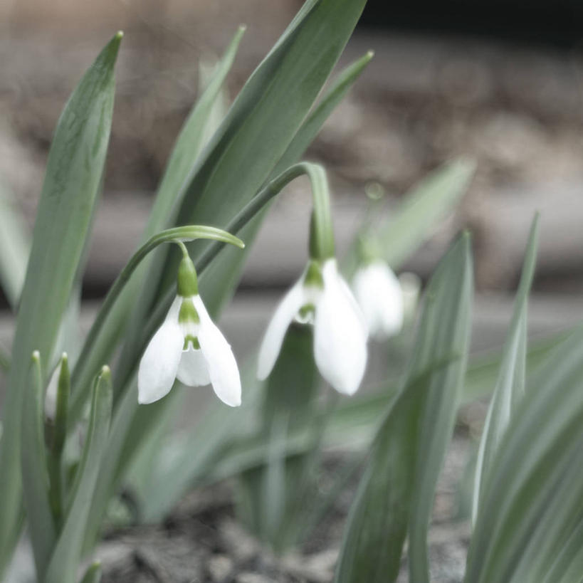方图,日本,摄影