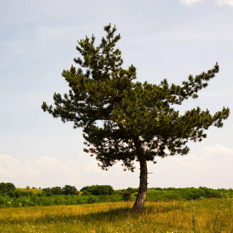 方图,摄影,匈牙利共和国,彩图