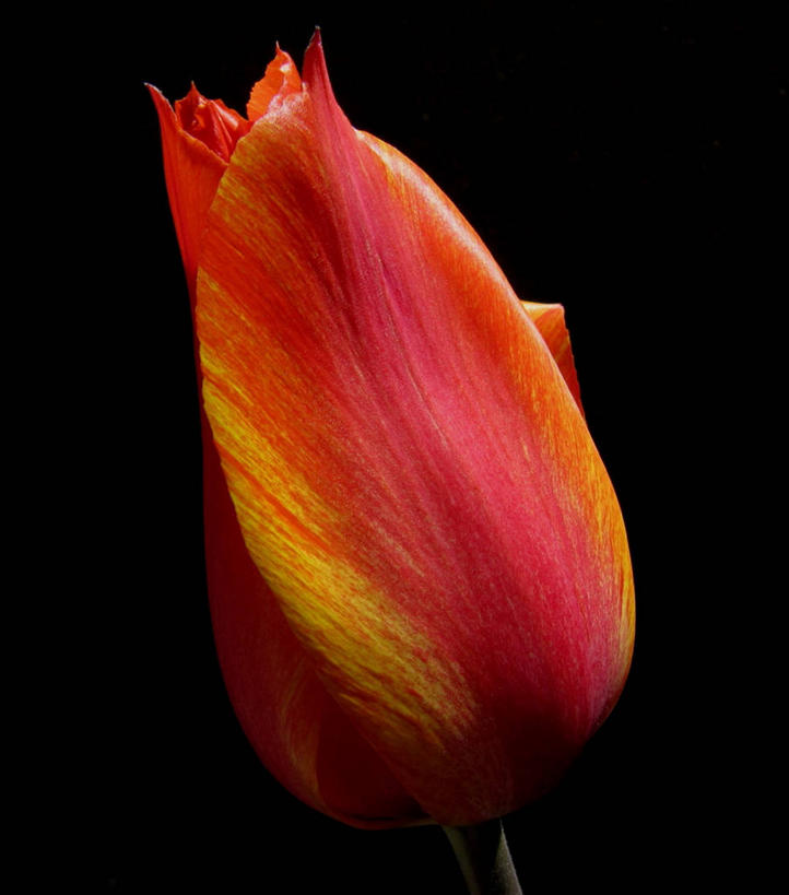 竖图,挪威,欧洲,摄影,斯堪的纳维亚,北欧,斯堪的那维亚,斯堪的那维亚半岛,斯堪的纳维亚半岛,挪威王国,罗加兰,罗加兰郡,彩图