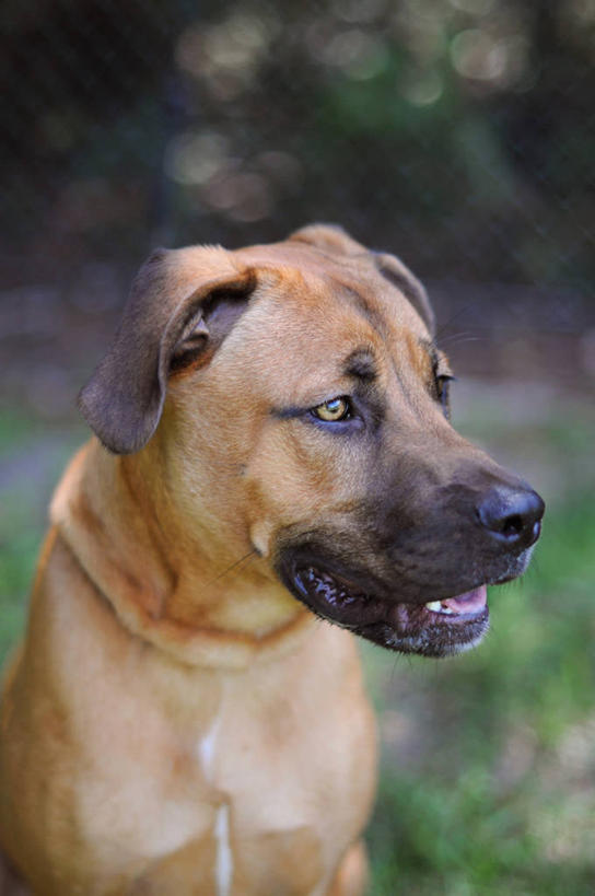 竖图,美国,摄影,北美,北美洲,美洲,佛罗里达,佛罗里达州,佛州,阳光州,北亚美利加洲,亚美利加洲,美利坚合众国,莱克兰