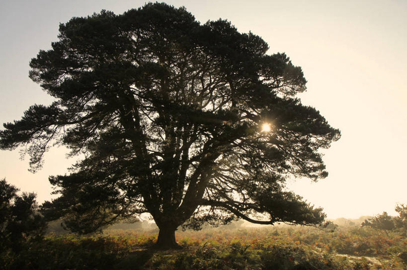 横图,英国,摄影,汉普郡