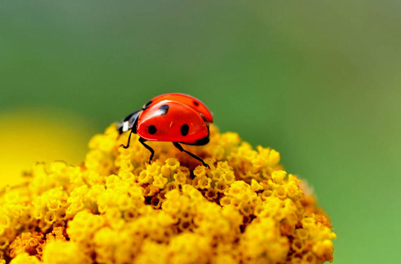 横图,英国,首都,摄影