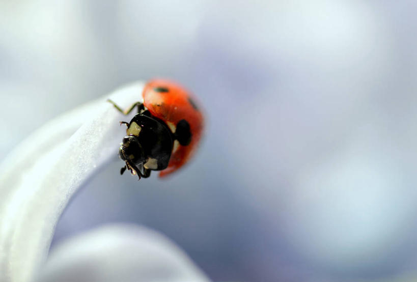 横图,英国,首都,摄影