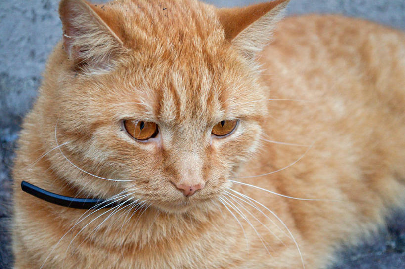 横图,德国,欧洲,摄影,西欧,德意志联邦共和国,巴登.符腾堡,巴登.符腾堡州,巴符州