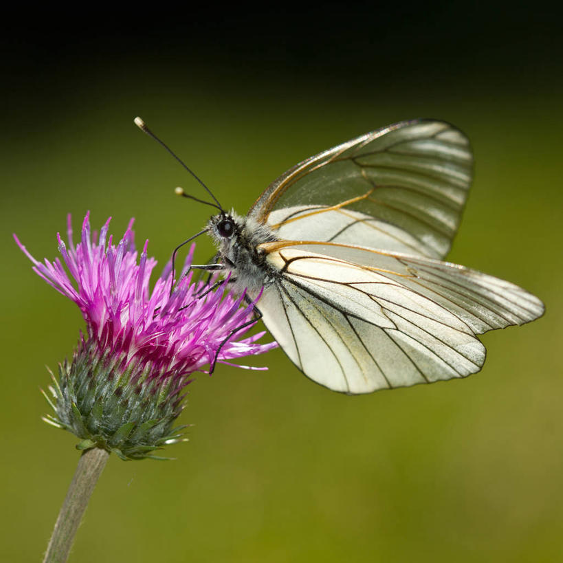 方图,法国,欧洲,摄影,西欧,法兰西,法兰西共和国,法兰西第五共和国,罗讷.阿尔卑斯,罗讷.阿尔卑斯大区