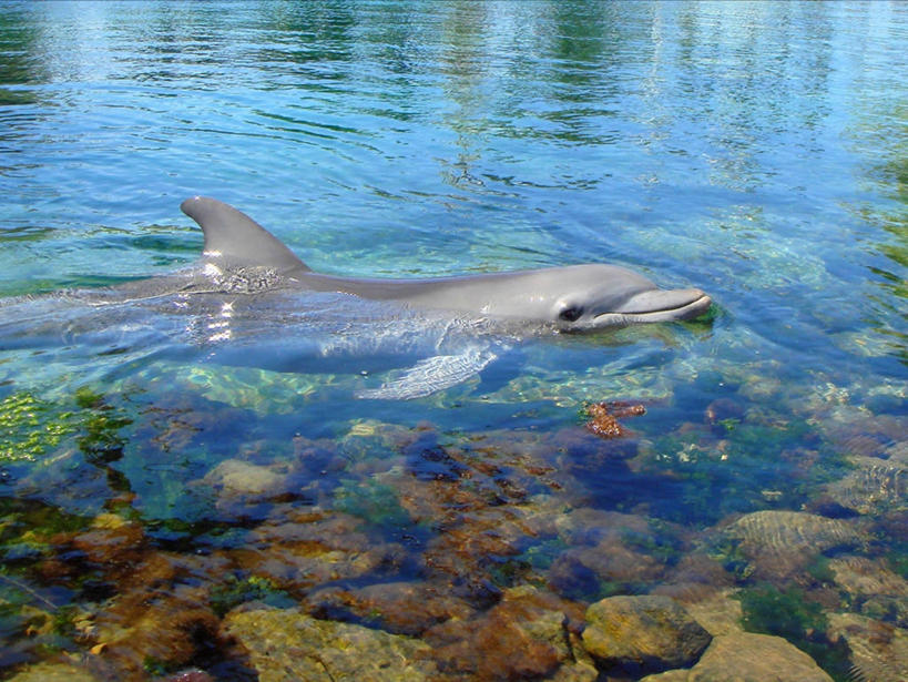 横图,澳大利亚,摄影,黄金海岸,昆士兰州