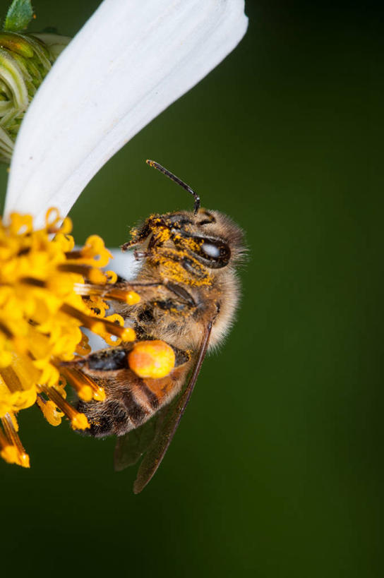 无人,竖图,室外,白天,野生动物,蜜蜂,美国,雏菊,花,摄影,脆弱,阿拉巴马州,彩图