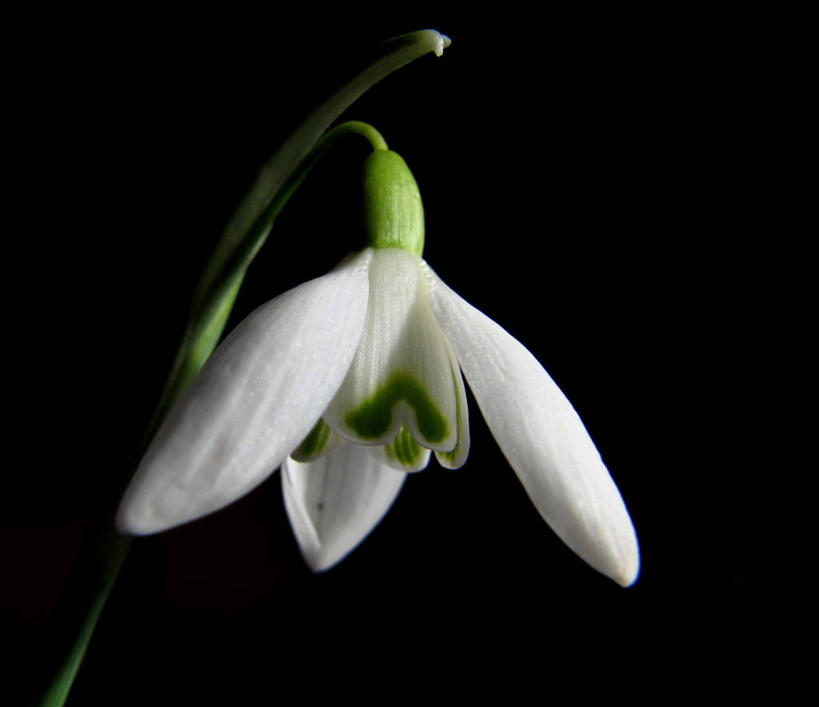 无人,横图,特写,挪威,欧洲,黑色背景,盛开,茎,花蕾,花,花瓣,花朵,鲜花,一朵,白色,花苞,花蕊,摄影,脆弱,斯堪的纳维亚,清新,北欧,斯堪的那维亚,斯堪的那维亚半岛,斯堪的纳维亚半岛,雪花莲,挪威王国,罗加兰,罗加兰郡,彩图,影棚拍摄