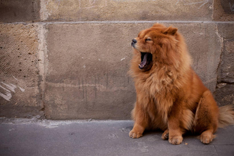 横图,法国,巴黎,首都,摄影