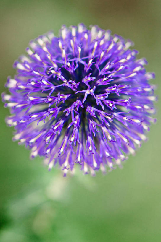 竖图,美国,摄影,威斯康星,麦迪逊