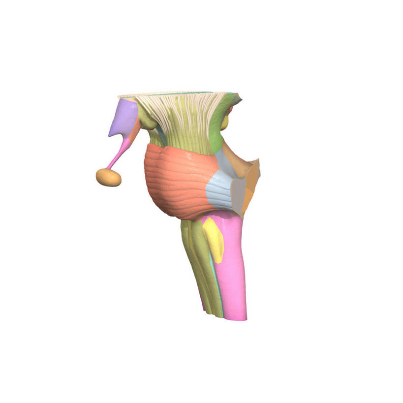 无人,方图,插画,白色背景,数码,科技,阴影,网络,高光,几何,计算机图形,合成,图画,画,电脑合成图,数码合成图,合成图,漫画,脑干,写实,具体,具象,脑桥,延髓,中脑,脑下垂体腺,人体结构,彩图,下丘脑