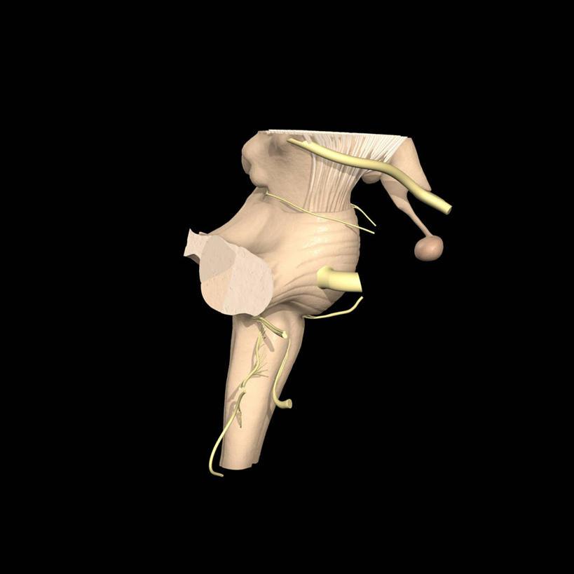 无人,方图,插画,数码,科技,阴影,黑色背景,网络,人头骨,高光,几何,计算机图形,合成,图画,画,电脑合成图,数码合成图,视力,合成图,漫画,脑干,写实,具体,具象,脑桥,神经根,外展神经,延髓,中脑,脑下垂体腺,人体结构,彩图,下丘脑