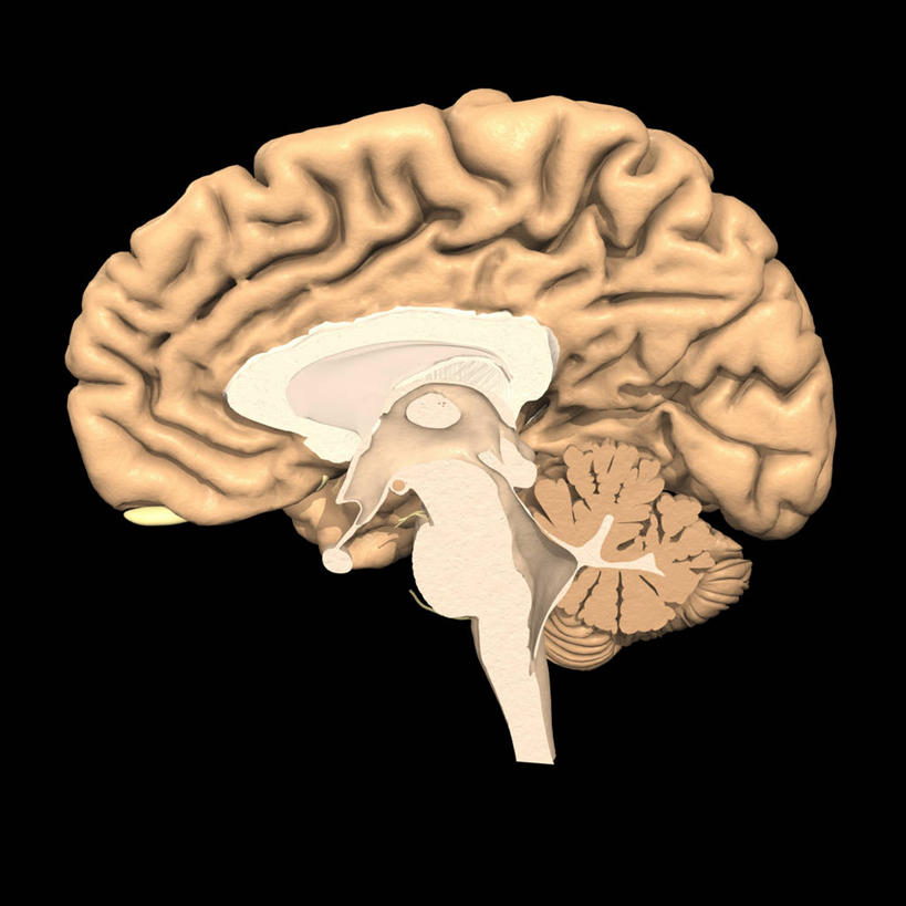 无人,方图,插画,数码,科技,大脑,阴影,黑色背景,网络,高光,几何,计算机图形,合成,图画,画,电脑合成图,数码合成图,合成图,漫画,小脑,脑干,写实,具体,具象,胼胝体,人体结构,彩图,侧脑室,松果腺