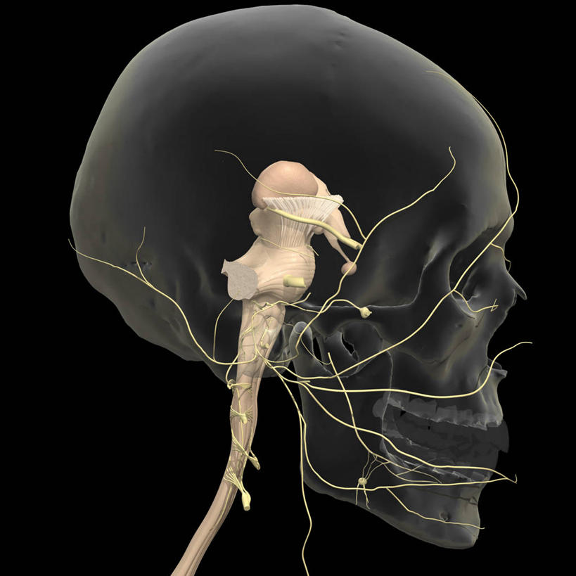 无人,方图,插画,侧面,数码,科技,阴影,黑色背景,网络,高光,几何,计算机图形,合成,图画,画,电脑合成图,数码合成图,视力,合成图,漫画,写实,具体,具象,脑桥,外展神经,延髓,中脑,脑下垂体腺,人体结构,彩图,下丘脑