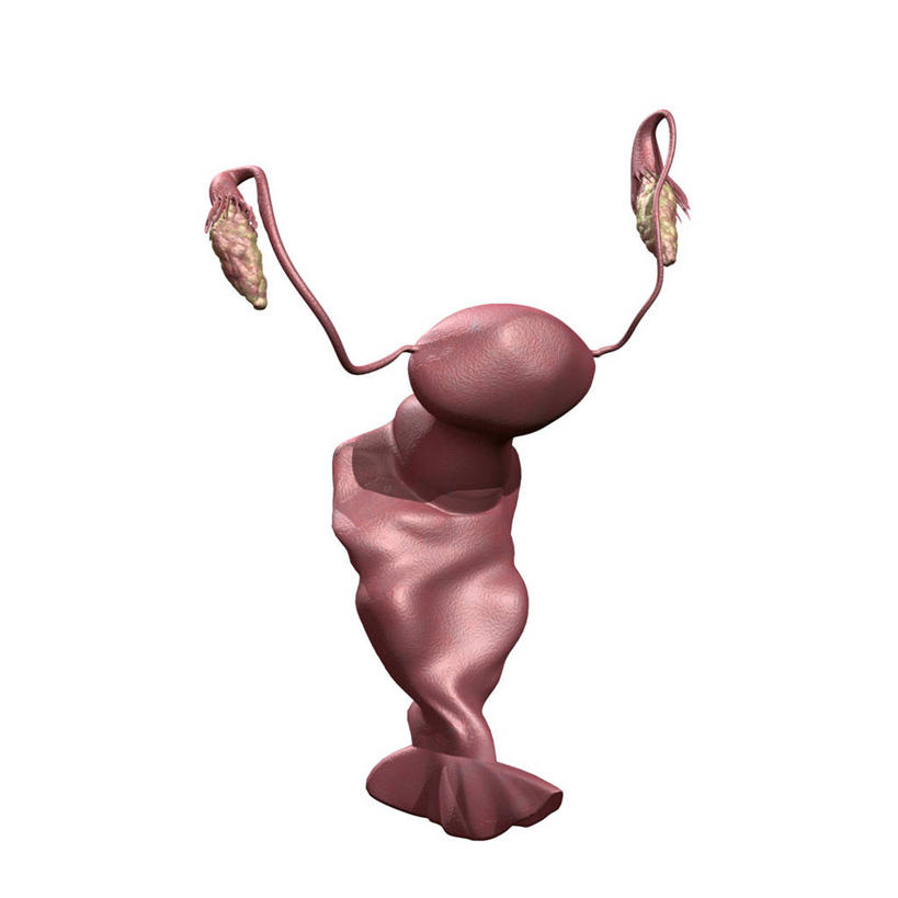 卵巢,阴道,无人,方图,插画,白色背景,数码,科技,阴影,网络,高光,几何,计算机图形,合成,图画,画,电脑合成图,数码合成图,合成图,漫画,写实,具体,具象,子宫颈,人体结构,彩图