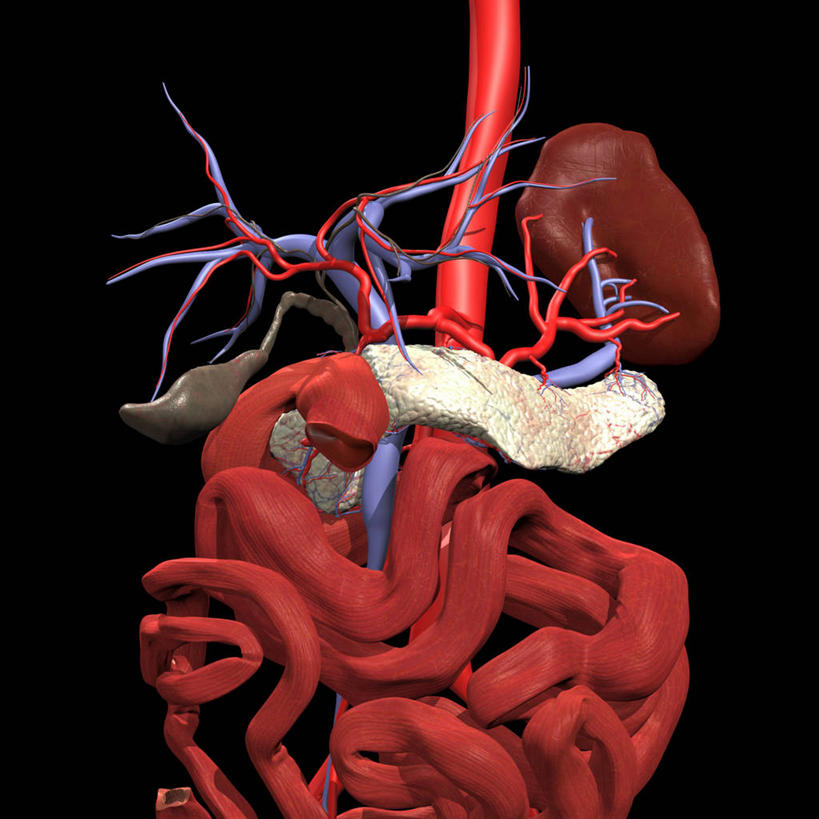 胆囊,无人,方图,插画,数码,科技,阴影,黑色背景,网络,高光,几何,计算机图形,合成,图画,画,电脑合成图,数码合成图,合成图,漫画,写实,具体,具象,肠道,消化道,吸收,消化管,人体结构,消化,排泄,胰岛素,胆汁,糖尿病,摄取,脾脏,小肠,彩图,消化腺,转运,消化系统
