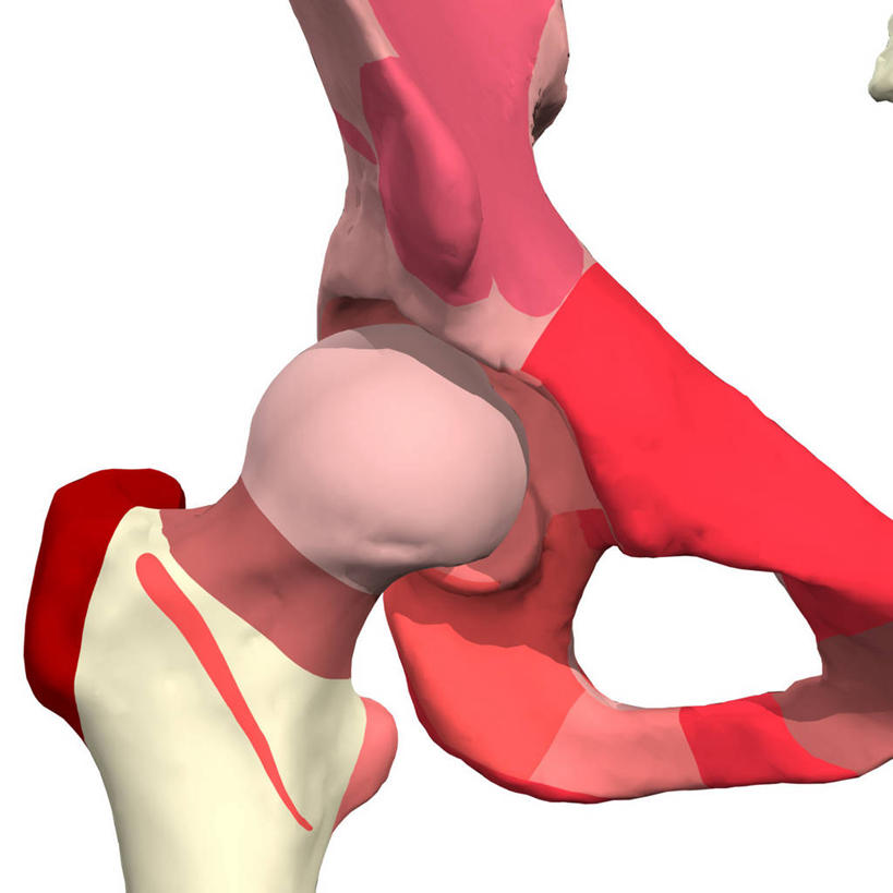 头,无人,方图,插画,白色背景,数码,科技,阴影,网络,高光,几何,计算机图形,合成,图画,画,臀,电脑合成图,数码合成图,合成图,漫画,写实,具体,具象,股骨,髋臼,人体结构,头部,彩图