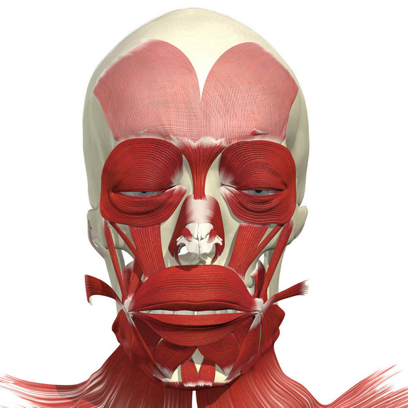 眼睛,鼻子,肌肉,健壮,无人,微笑,方图,插画,白色背景,正面,数码,科技,瞳孔,阴影,网络,高光,几何,计算机图形,合成,图画,画,健康,活力,力量,皱眉头,眼部,青春,电脑合成图,数码合成图,强壮,合成图,漫画,写实,具体,具象,额肌,人体结构,鼻,鼻孔,眼,彩图