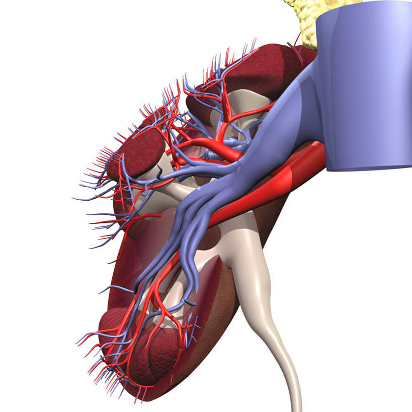 肾脏,骨盆,血管,无人,方图,插画,白色背景,数码,科技,阴影,网络,高光,几何,计算机图形,合成,图画,画,电脑合成图,数码合成图,解剖,合成图,漫画,尿液,泌尿系统,写实,具体,具象,人体结构,彩图,肾盂