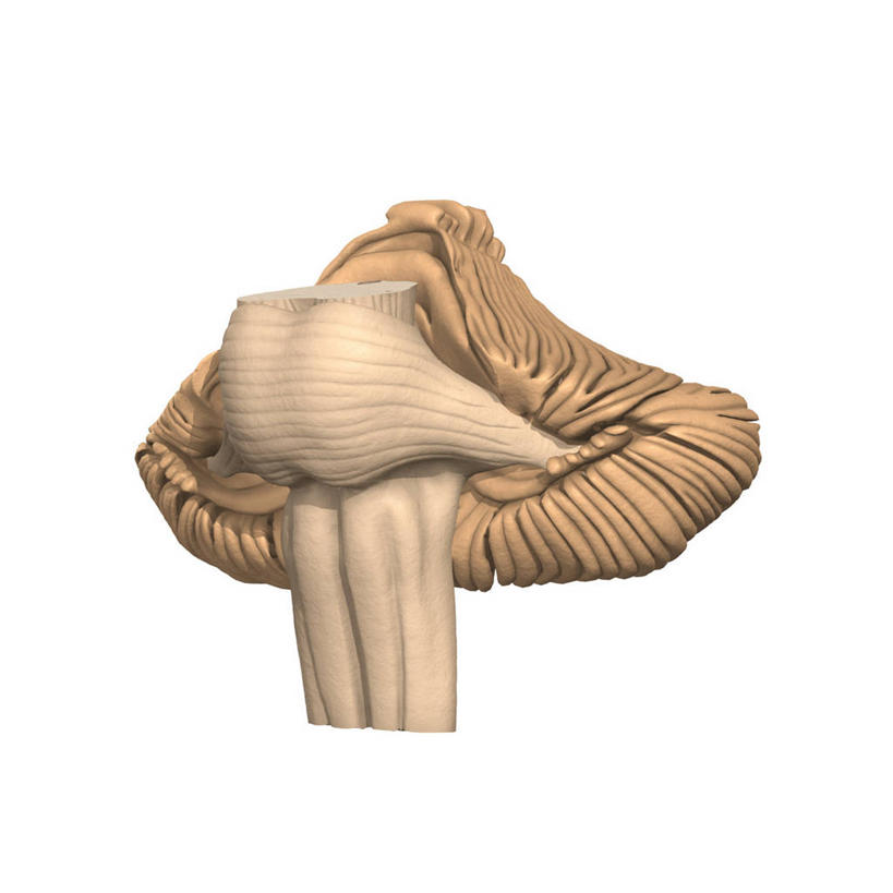 无人,方图,插画,白色背景,数码,科技,阴影,网络,高光,几何,计算机图形,合成,图画,画,电脑合成图,数码合成图,合成图,漫画,小脑,脑干,写实,具体,具象,脑桥,延髓,中脑,脑下垂体腺,人体结构,彩图,下丘脑