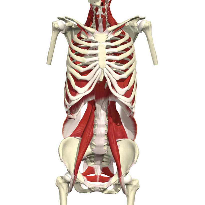 肌肉,健壮,无人,方图,插画,白色背景,正面,数码,科技,阴影,网络,高光,几何,计算机图形,合成,图画,画,健康,躯干,活力,力量,青春,电脑合成图,数码合成图,胸腔,强壮,合成图,漫画,写实,具体,具象,椎间盘,人体结构,胸部,彩图