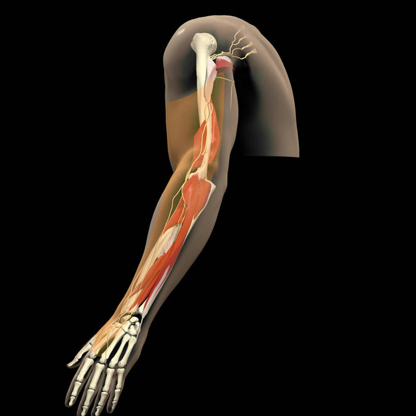 无人,方图,插画,数码,科技,阴影,黑色背景,网络,高光,几何,计算机图形,合成,图画,画,电脑合成图,数码合成图,合成图,漫画,写实,具体,具象,桡神经,臂丛,脊髓神经,人体结构,前臂,手臂,彩图