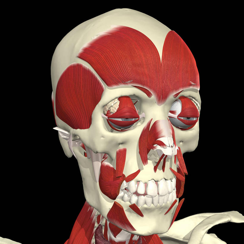 鼻子,肌肉,健壮,无人,方图,插画,数码,科技,阴影,黑色背景,网络,高光,几何,计算机图形,合成,图画,画,健康,活力,力量,青春,电脑合成图,数码合成图,强壮,合成图,漫画,写实,具体,具象,额肌,人体结构,鼻,鼻孔,彩图