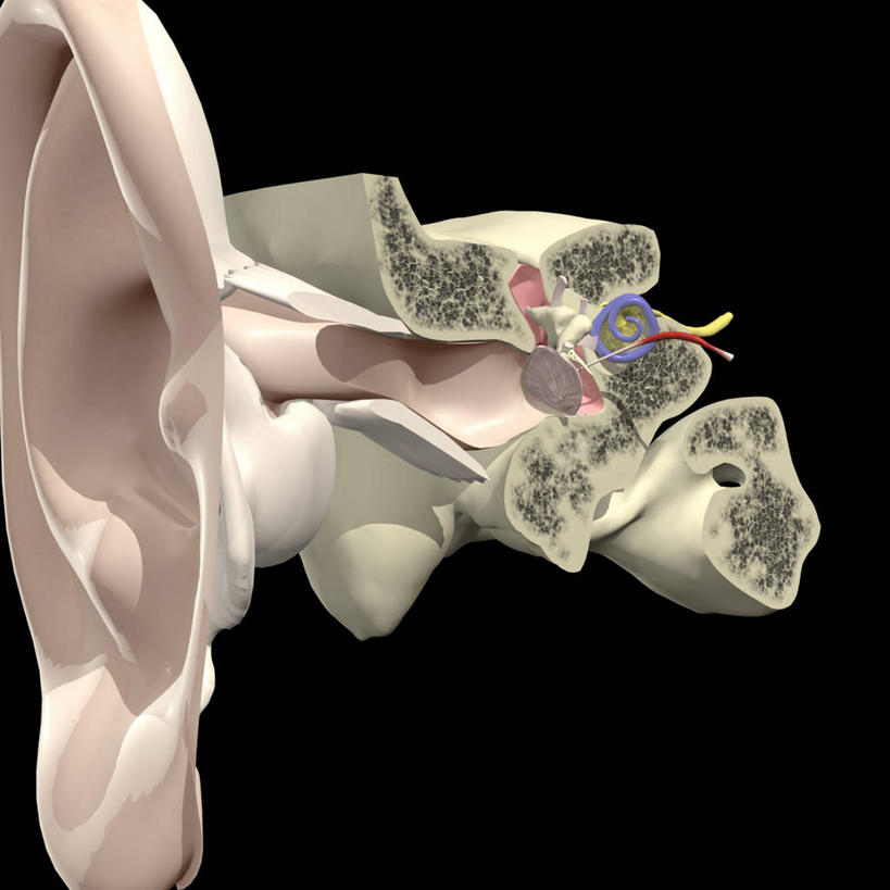 耳朵,无人,方图,插画,数码,科技,阴影,黑色背景,网络,高光,几何,计算机图形,听,合成,图画,画,电脑合成图,数码合成图,合成图,漫画,耳鼓,写实,具体,具象,内耳,中耳,耳道,人体结构,耳,耳部,彩图