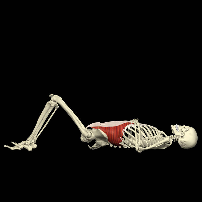 骨骼,肌肉,健壮,无人,方图,插画,数码,科技,阴影,黑色背景,网络,骨头,高光,几何,计算机图形,合成,图画,画,健康,活力,力量,瑜珈,青春,电脑合成图,数码合成图,骨架,强壮,合成图,腹肌,漫画,写实,具体,具象,人体结构,普拉提训练法,彩图