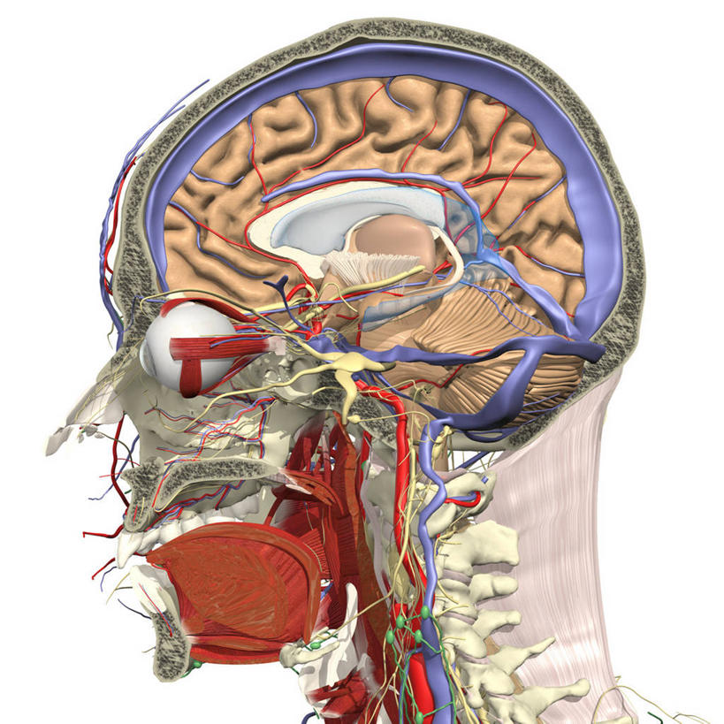 头,眼睛,鼻子,嘴,脖子,气管,脊椎,无人,方图,插画,白色背景,数码,科技,大脑,瞳孔,阴影,网络,人头骨,高光,几何,计算机图形,合成,图画,画,眼部,电脑合成图,数码合成图,合成图,横截面,漫画,鼻腔,写实,具体,具象,喉,丘脑,咽,人体结构,舌头,头部,鼻,鼻孔,口,口腔,眼,嘴巴,嘴唇,彩图