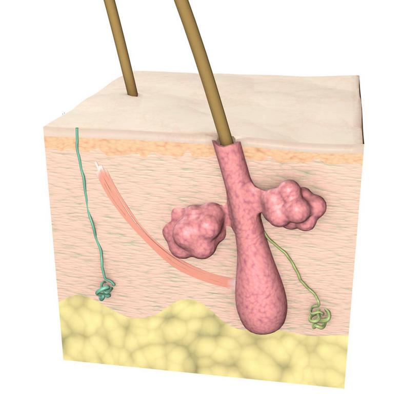 头发,无人,方图,插画,白色背景,数码,科技,阴影,网络,高光,几何,计算机图形,合成,图画,画,皮肤,电脑合成图,数码合成图,疾病,合成图,横截面,漫画,真皮,皮肤病,写实,具体,具象,毛囊,皮脂腺,人体结构,毛孔,汗腺,彩图