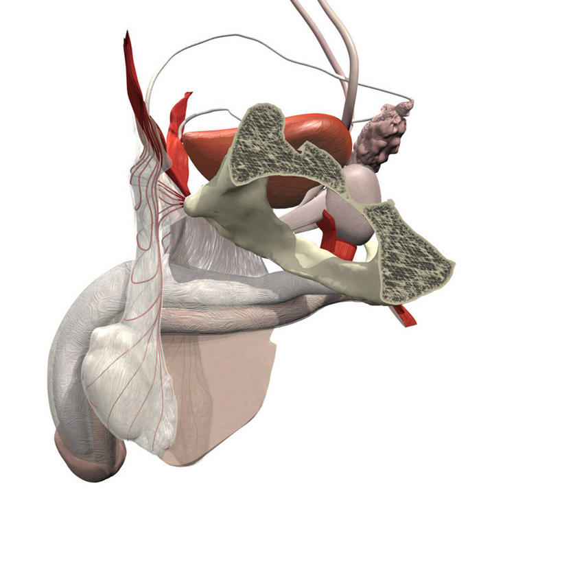 膀胱,阴茎,睾丸,无人,方图,插画,白色背景,数码,科技,阴影,网络,标志,符号,高光,几何,计算机图形,合成,图画,标识,画,精子,电脑合成图,数码合成图,合成图,漫画,写实,具体,具象,附睾,性别符号,精囊,人体结构,彩图,男性符号,男性生殖系统,生殖器官