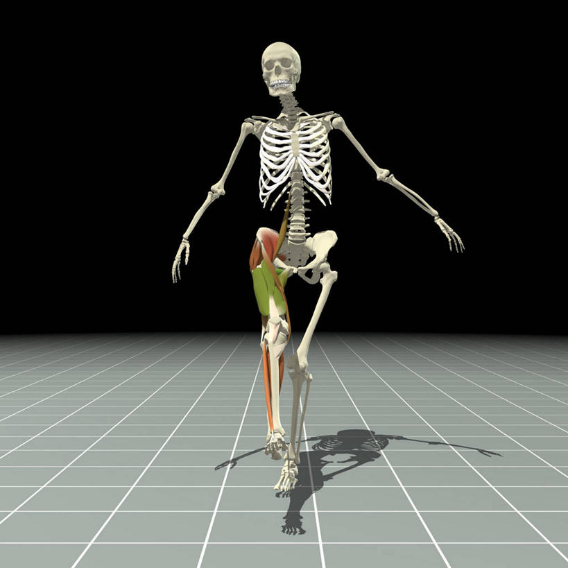骨骼,肌肉,健壮,无人,方图,插画,锻炼,数码,科技,足球,踢,阴影,网络,骨头,高光,几何,计算机图形,合成,图画,画,健康,活力,力量,活动,青春,电脑合成图,数码合成图,骨架,强壮,合成图,漫画,写实,具体,具象,四头肌,人体结构,足球运动,彩图