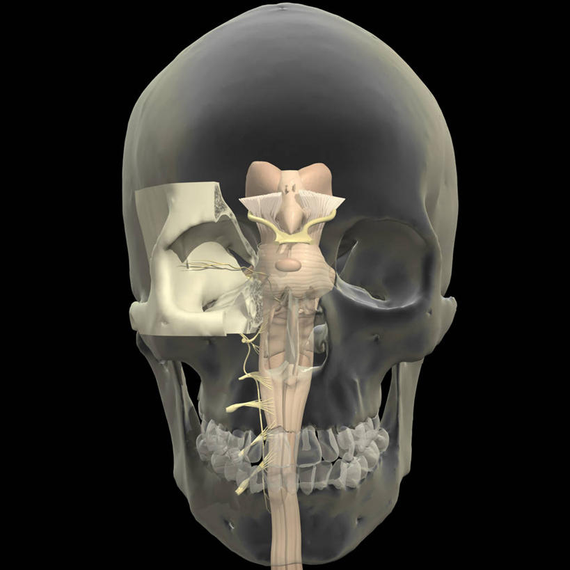 眼睛,无人,方图,插画,数码,科技,瞳孔,阴影,黑色背景,透明,网络,人头骨,高光,几何,计算机图形,合成,图画,画,眼部,电脑合成图,数码合成图,合成图,漫画,脑干,写实,具体,具象,外展神经,人体结构,眼,彩图