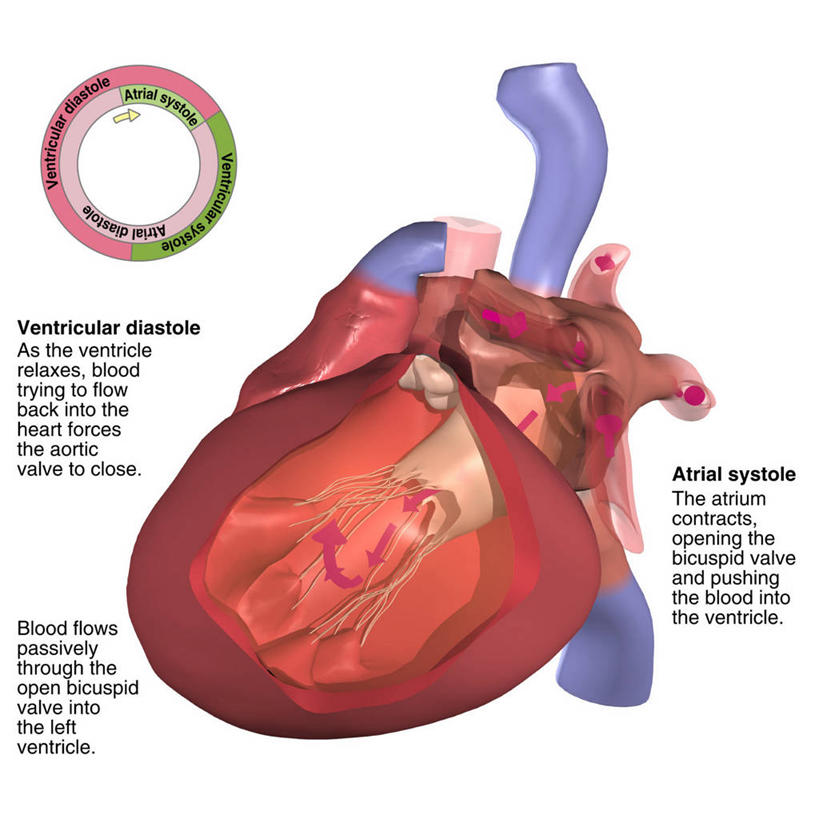 心脏,无人,方图,插画,白色背景,数码,科技,阴影,网络,高光,几何,计算机图形,合成,图画,画,电脑合成图,数码合成图,合成图,进攻,漫画,心房,心室,写实,具体,具象,房室瓣,人体结构,心,彩图,心肌梗塞