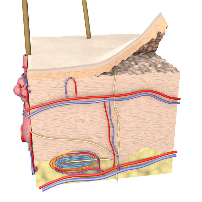 头发,无人,方图,插画,白色背景,数码,科技,阴影,网络,高光,几何,计算机图形,合成,图画,画,皮肤,电脑合成图,数码合成图,疾病,合成图,横截面,漫画,真皮,皮肤病,写实,具体,具象,毛囊,皮脂腺,人体结构,毛孔,汗腺,彩图