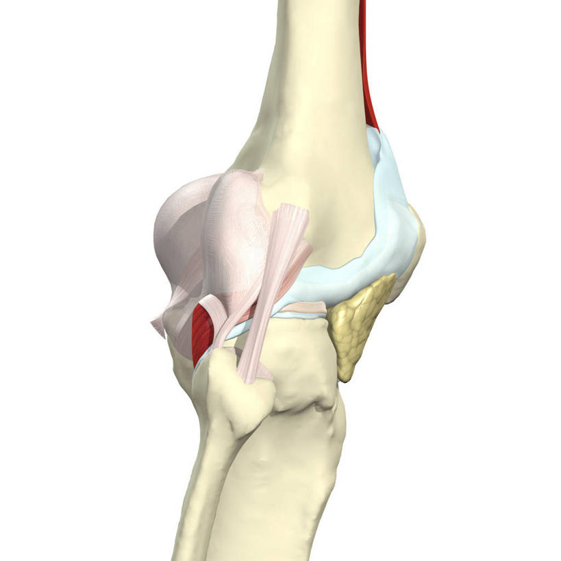 无人,方图,插画,白色背景,数码,科技,阴影,网络,药丸,高光,几何,计算机图形,合成,图画,画,电脑合成图,数码合成图,合成图,漫画,写实,具体,具象,股骨,胫骨,内侧副韧带,人体结构,彩图