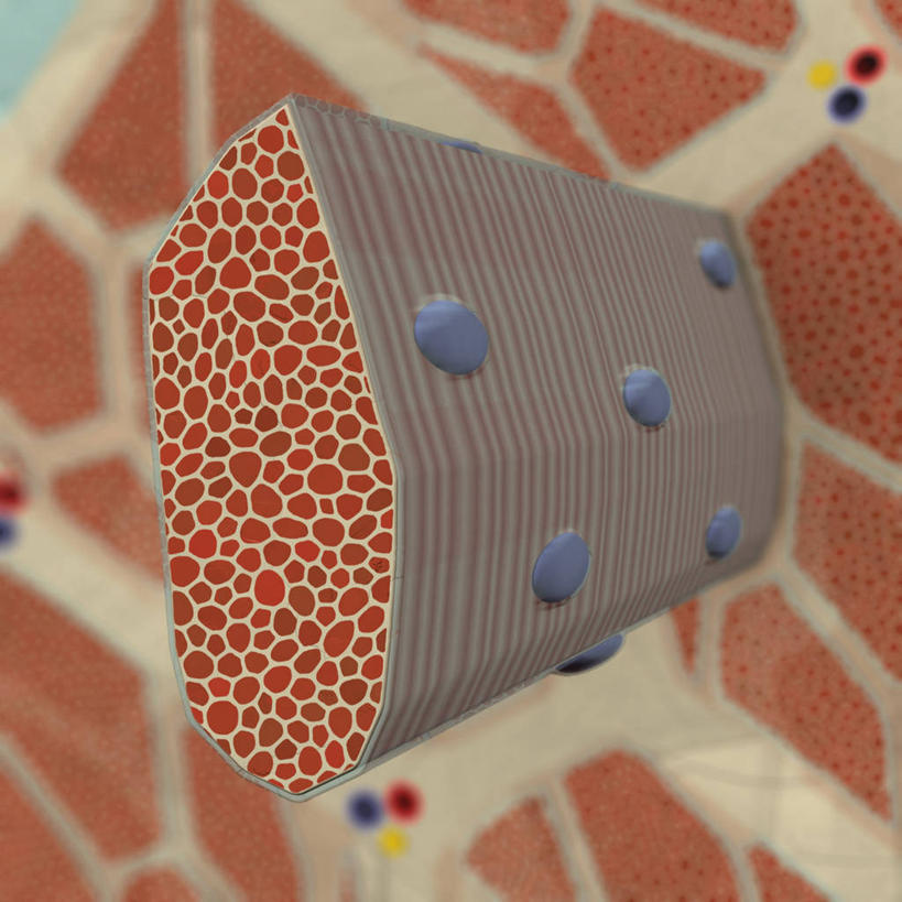 骨骼,无人,方图,插画,数码,科技,阴影,网络,骨头,高光,几何,计算机图形,合成,图画,画,电脑合成图,数码合成图,骨架,合成图,漫画,写实,具体,具象,肌膜,肌纤维,肌原纤维,人体结构,骨骼肌,彩图,全画面,全框架,全帧,全画幅