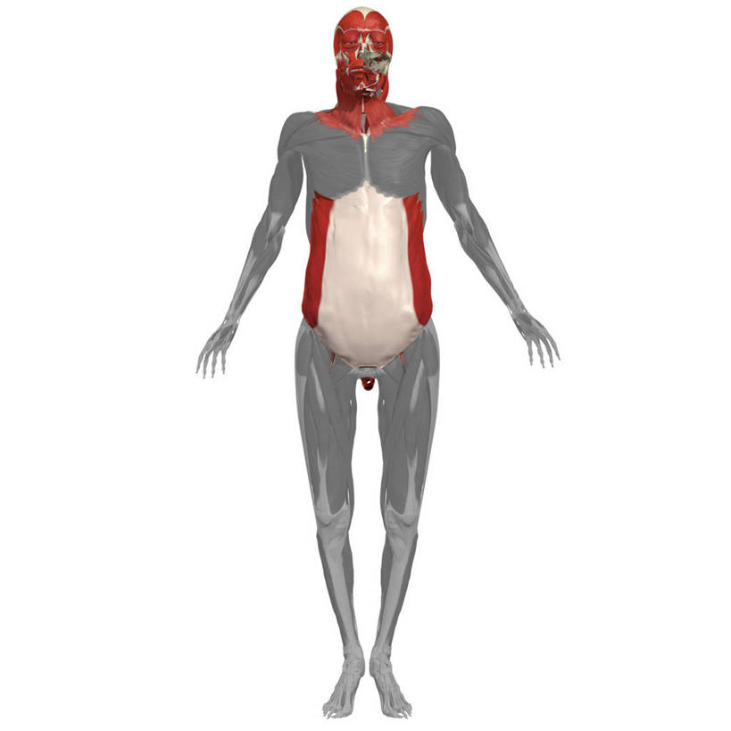 肌肉,健壮,无人,方图,插画,白色背景,正面,数码,科技,阴影,网络,高光,几何,计算机图形,合成,图画,画,健康,活力,力量,青春,电脑合成图,数码合成图,强壮,合成图,漫画,写实,具体,具象,外斜肌,人体结构,彩图,全画面,全框架,全帧,全画幅