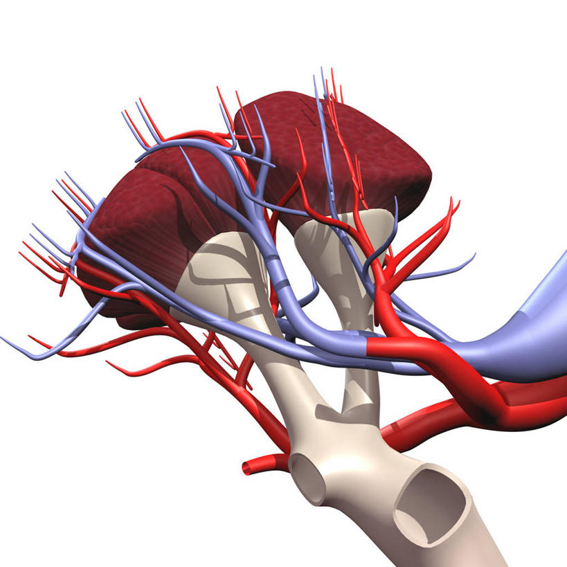 无人,方图,插画,白色背景,数码,科技,阴影,网络,高光,几何,计算机图形,合成,图画,画,电脑合成图,数码合成图,合成图,漫画,尿液,写实,具体,具象,人体结构,彩图