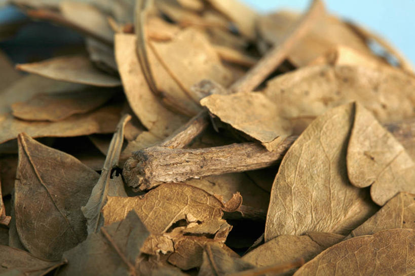 无人,横图,俯视,特写,叶子,苏丹,许多,药,蓝色背景,草药,很多,干花,摄影,部分,草本,肠道,呼吸系统,彩图,高角度拍摄,影棚拍摄