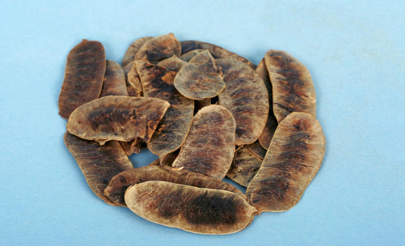 无人,横图,俯视,特写,苏丹,许多,蓝色背景,草药,很多,干花,摄影,彩图,高角度拍摄,影棚拍摄