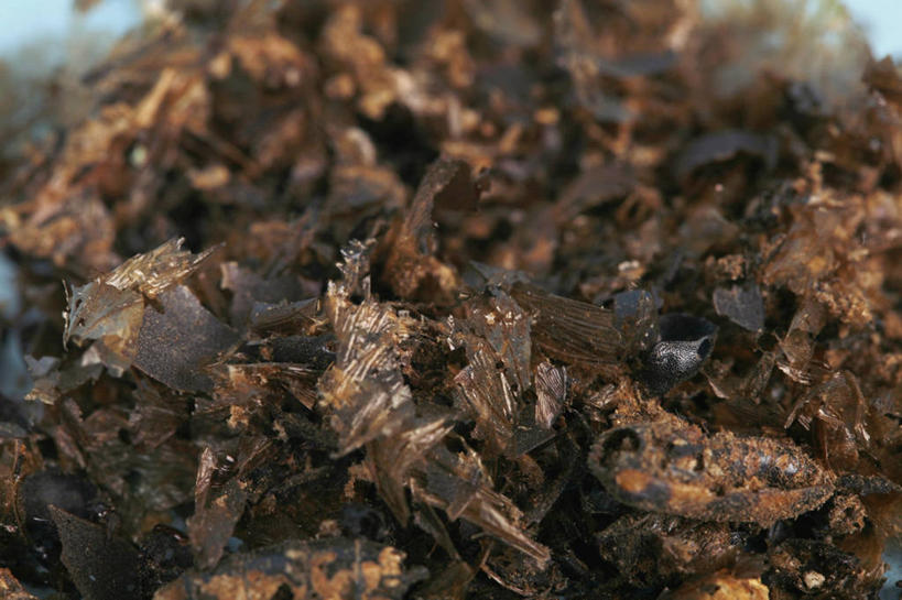 无人,横图,特写,苏丹,一群,许多,蓝色背景,昆虫,很多,摄影,彩图,全画面,全框架,全帧,影棚拍摄,全画幅