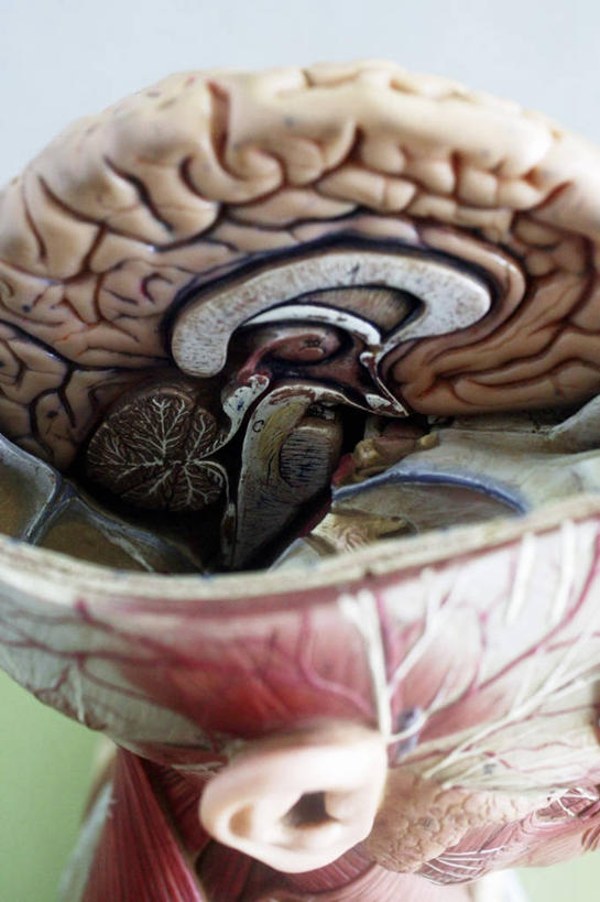 头,耳朵,肌肉,血管,健壮,无人,竖图,特写,苏丹,大脑,蓝色背景,教育,一个,模型,健康,活力,力量,摄影,单个,青春,部分,解剖,强壮,横截面,小脑,中枢神经系统,人体结构,头部,耳,耳部,彩图,影棚拍摄,剖解