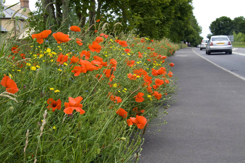 无人,横图,室外,白天,路,汽车,英国,盛开,路边,野花,交通,花蕾,花,花瓣,花朵,鲜花,树,自然,花苞,花蕊,摄影,改变,视角,环境保护,彩图,绿化隔离带